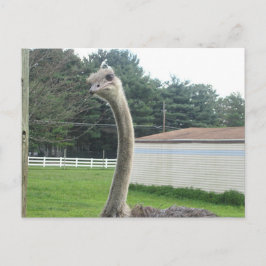 Ostrich Postkarte