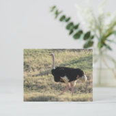 Ostrich Postkarte (Stehend Vorderseite)