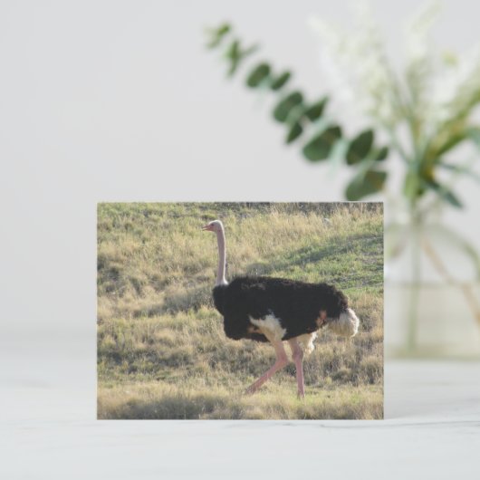 Ostrich Postkarte (Stehend Vorderseite)