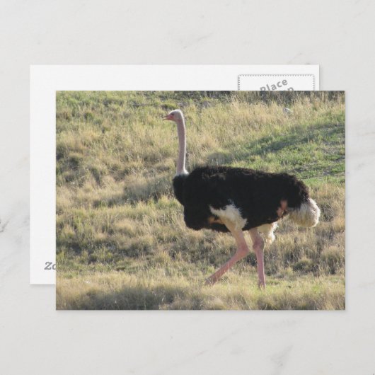 Ostrich Postkarte (Vorne/Hinten)