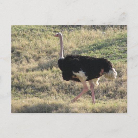 Ostrich Postkarte (Vorderseite)