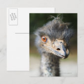 Ostrich Postkarte (Vorne/Hinten)