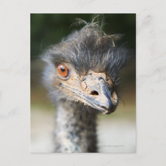 Ostrich Postkarte (Vorderseite)