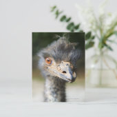 Ostrich Postkarte (Stehend Vorderseite)