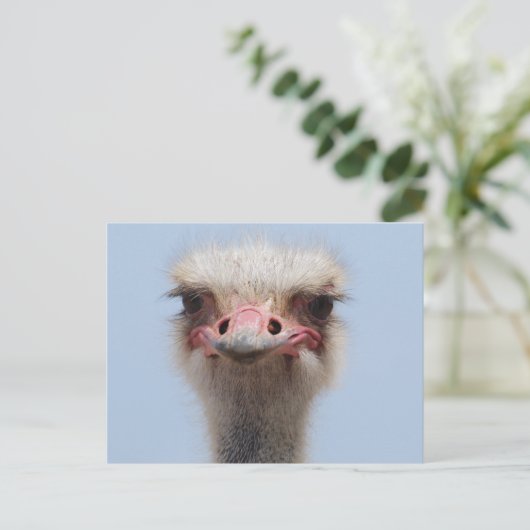 Ostrich Postkarte (Stehend Vorderseite)