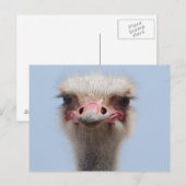 Ostrich Postkarte (Vorne/Hinten)