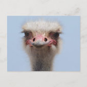 Ostrich Postkarte (Vorderseite)
