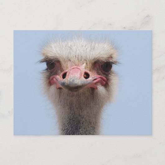 Ostrich Postkarte (Vorderseite)