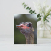Ostrich Postkarte (Stehend Vorderseite)