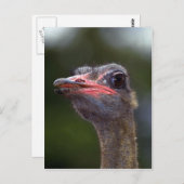 Ostrich Postkarte (Vorne/Hinten)
