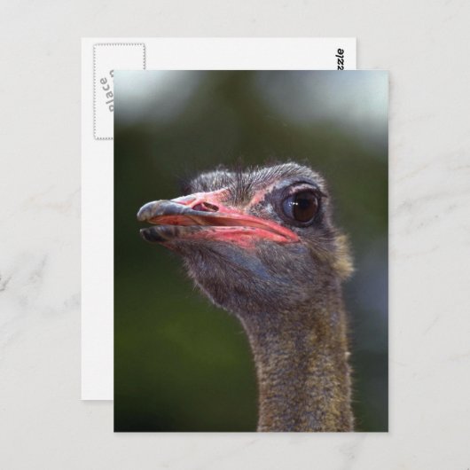 Ostrich Postkarte (Vorne/Hinten)
