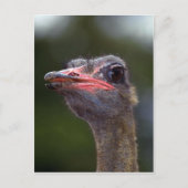 Ostrich Postkarte (Vorderseite)