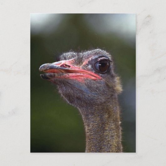 Ostrich Postkarte (Vorderseite)