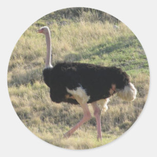 Ostrich Runder Aufkleber