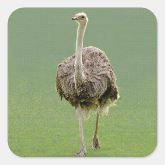 Ostrich Sticker (Vorderseite)