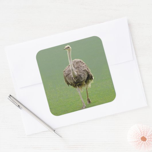 Ostrich Sticker (Umschlag)