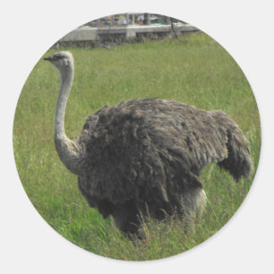 Ostrich Sticker