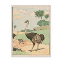 Ostrich Storybook Zeichnend