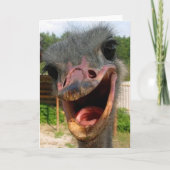 Ostrich What's Up Card Karte (Vorderseite)