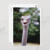 Ostrich Winking - Funny Postkarte (Vorne/Hinten)