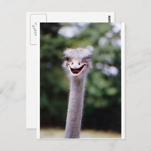Ostrich Winking - Funny Postkarte (Vorne/Hinten)