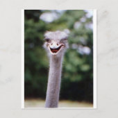 Ostrich Winking - Funny Postkarte (Vorderseite)