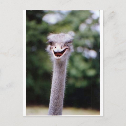 Ostrich Winking - Funny Postkarte (Vorderseite)