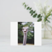 Ostrich Winking - Funny Postkarte (Stehend Vorderseite)