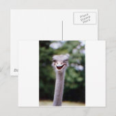 Ostrich Winking - Funny Postkarte (Vorne/Hinten)