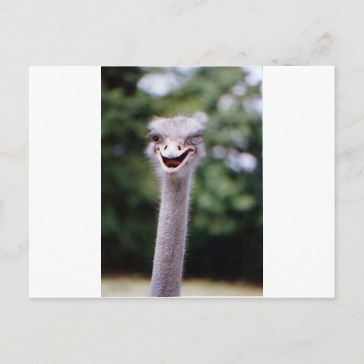 Ostrich Winking - Funny Postkarte (Vorderseite)