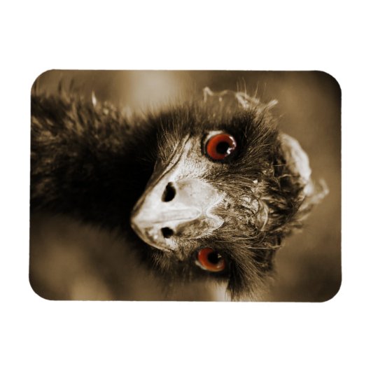Ostriche Look Magnet (Horizontal)