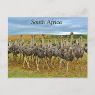 Ostriches Südafrika Postkarte