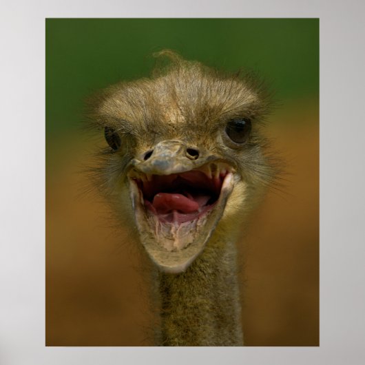 Ostrich's Embrace Poster (Vorne)