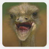 Ostrich's Embrace Quadratischer Aufkleber (Vorderseite)
