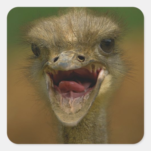 Ostrich's Embrace Quadratischer Aufkleber (Vorderseite)