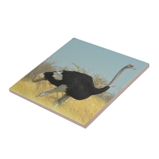 Ostrige für einen Run Fliese (Seite)