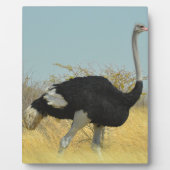 Ostrige für einen Run Fotoplatte (Vorderseite)