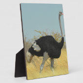 Ostrige für einen Run Fotoplatte (Seite)