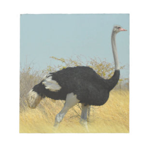 Ostrige für einen Run Notizblock