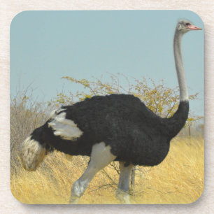 Ostrige für einen Run Untersetzer