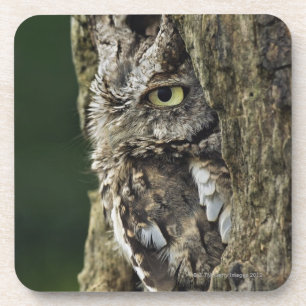 OstSchrei-Eule(graue Phase) Otus Asio Untersetzer