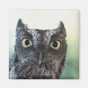 OstSchrei-Eulen-Porträt, das große Augen zeigt Magnet