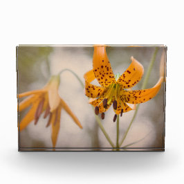 Ostsierra Tiger-Lilien-Wildblume-Foto-Block Fotoblock