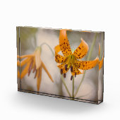 Ostsierra Tiger-Lilien-Wildblume-Foto-Block Fotoblock (Rechts)