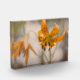 Ostsierra Tiger-Lilien-Wildblume-Foto-Block Fotoblock