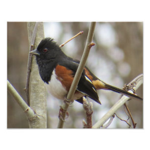 OstTowhee Fotodruck