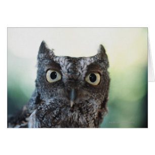 Ostueckenportrait mit großen Augen