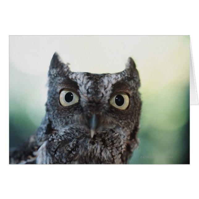 Ostueckenportrait mit großen Augen (Vorderseite (Horizontal))
