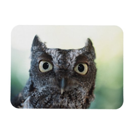 Ostueckenportrait mit großen Augen Magnet (Horizontal)