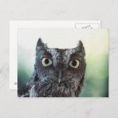 Ostueckenportrait mit großen Augen Postkarte (Vorne/Hinten)